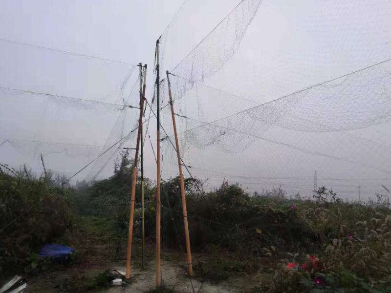 老顾追踪捕猎现场时,发现了捕猎者架起的捕鸟网