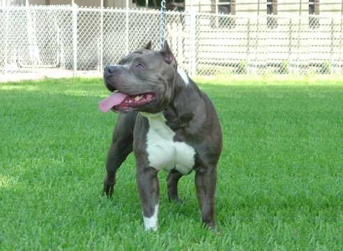 全球公认的,最凶神恶煞的犬——西班牙斗牛梗