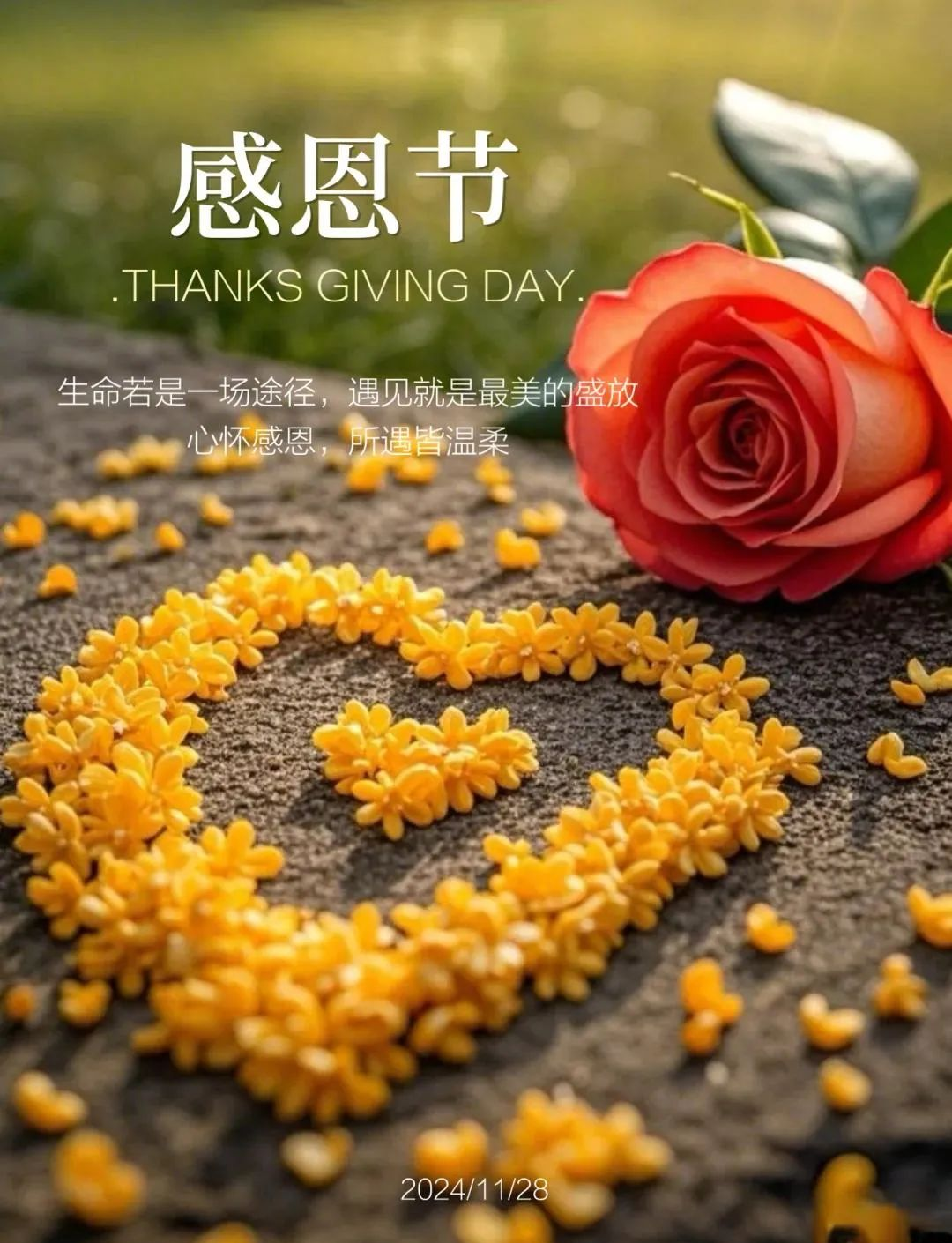 感恩节来临,探索无数经典祝福图片与句子,感受温馨节日氛围!