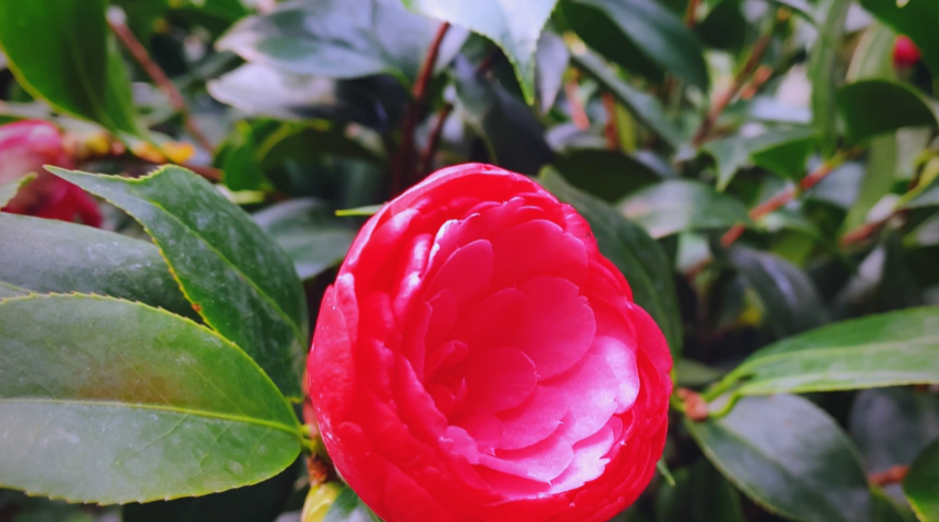 茶花的价格及图片大全