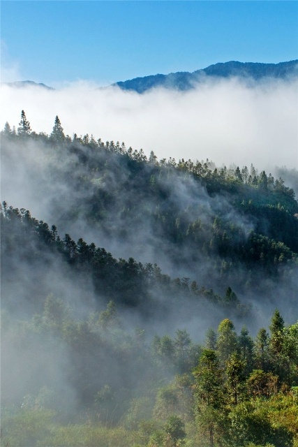 屏边云海奇观 绵延数十里美若仙境