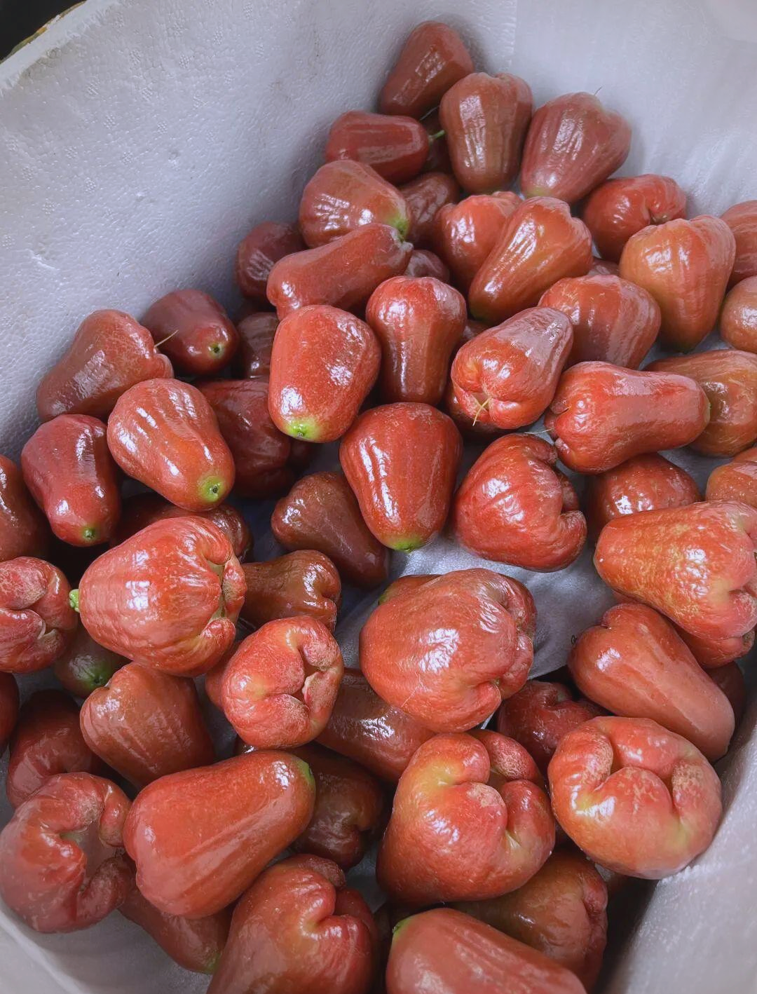 莲雾:热带雨林的独特水果之选