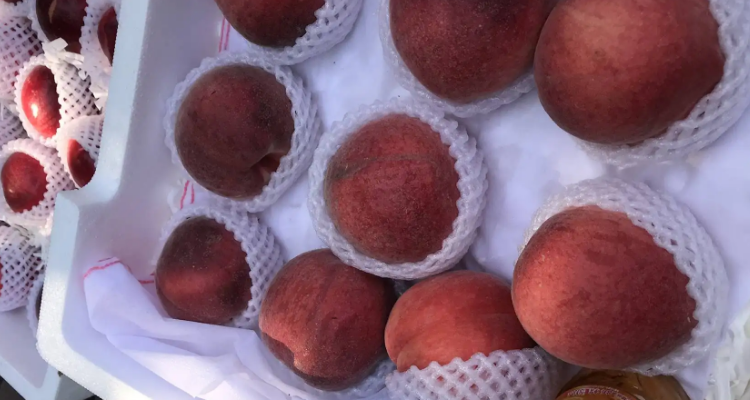 黑桃皇后桃树品种介绍