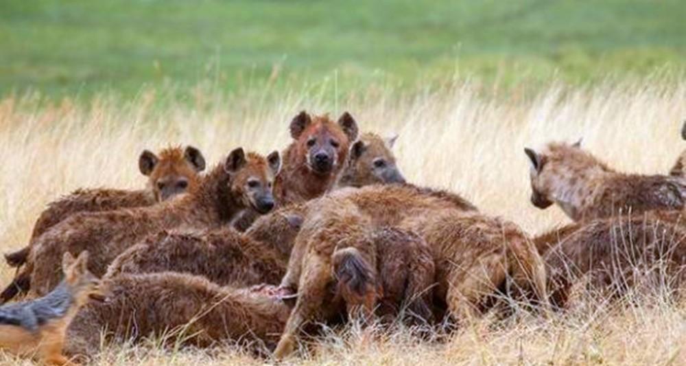 为什么很少有动物吃鬣狗?鬣狗肉真的很难吃吗?
