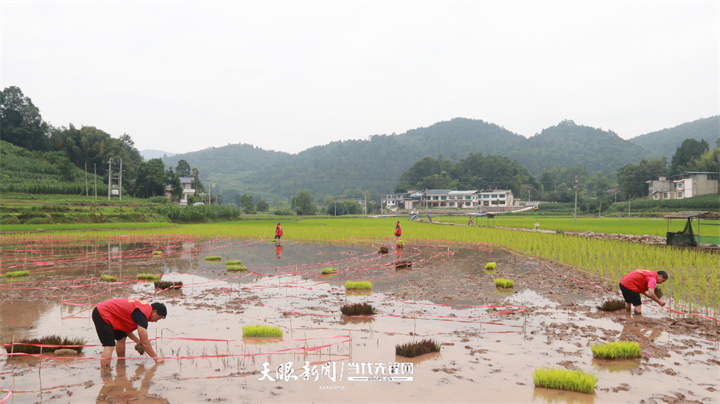 餘慶縣松煙鎮:田間地頭農事忙