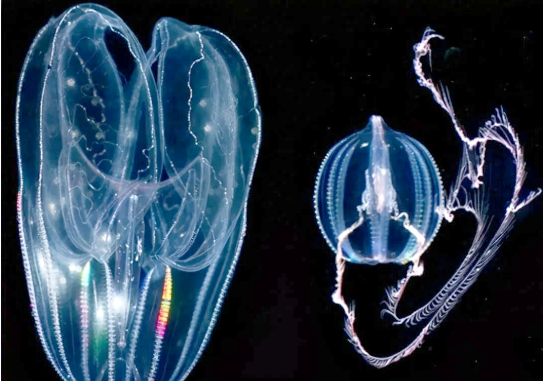 栉水母:人类进化新视角与挑战