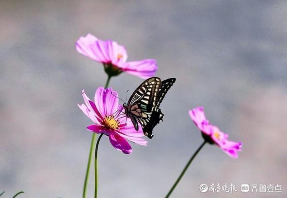 济南龙鼎大道格桑花图片