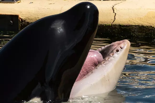 为了离开海洋公园,小虎鲸牺牲了所有的牙齿!