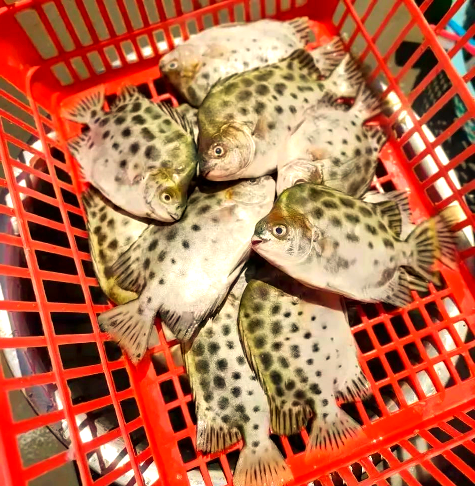 金鼓鱼与银鼓鱼的区别及购买指南