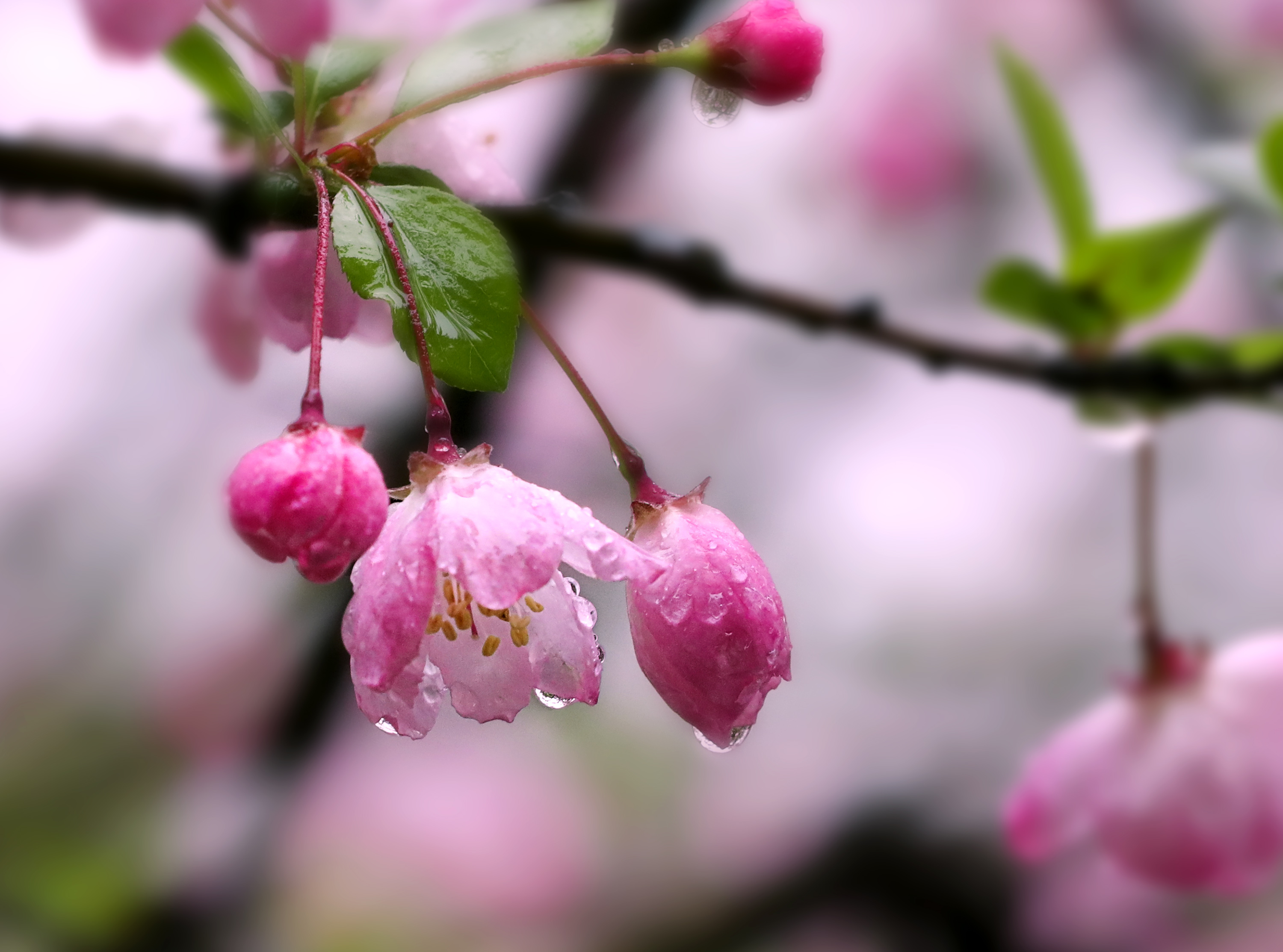 花卉春雨的图片大全图片