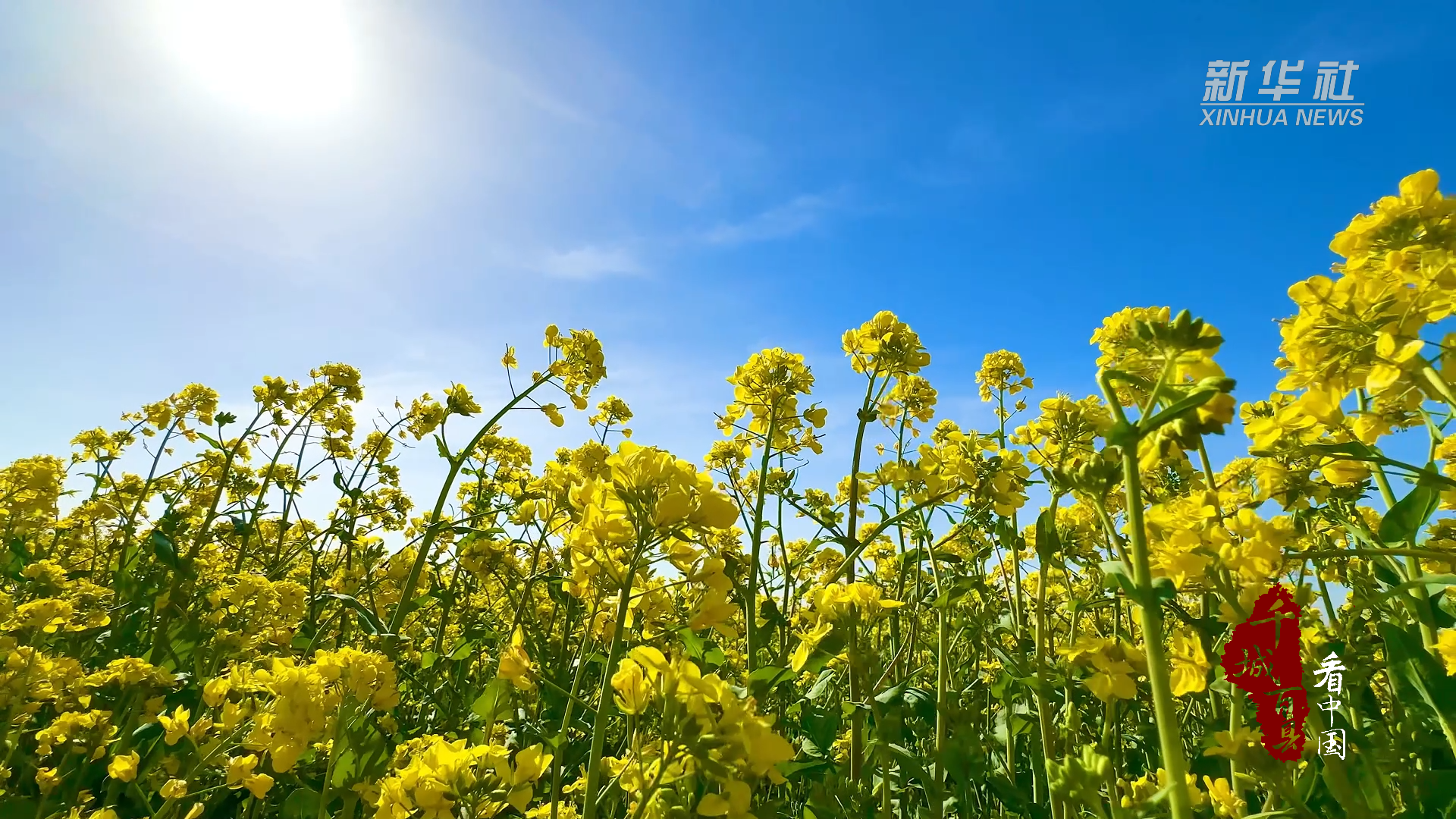 千城百县看中国|河北沙河:"赏花经济"焕发文旅新活力