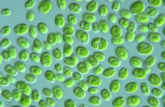 单细胞藻类植物主要有