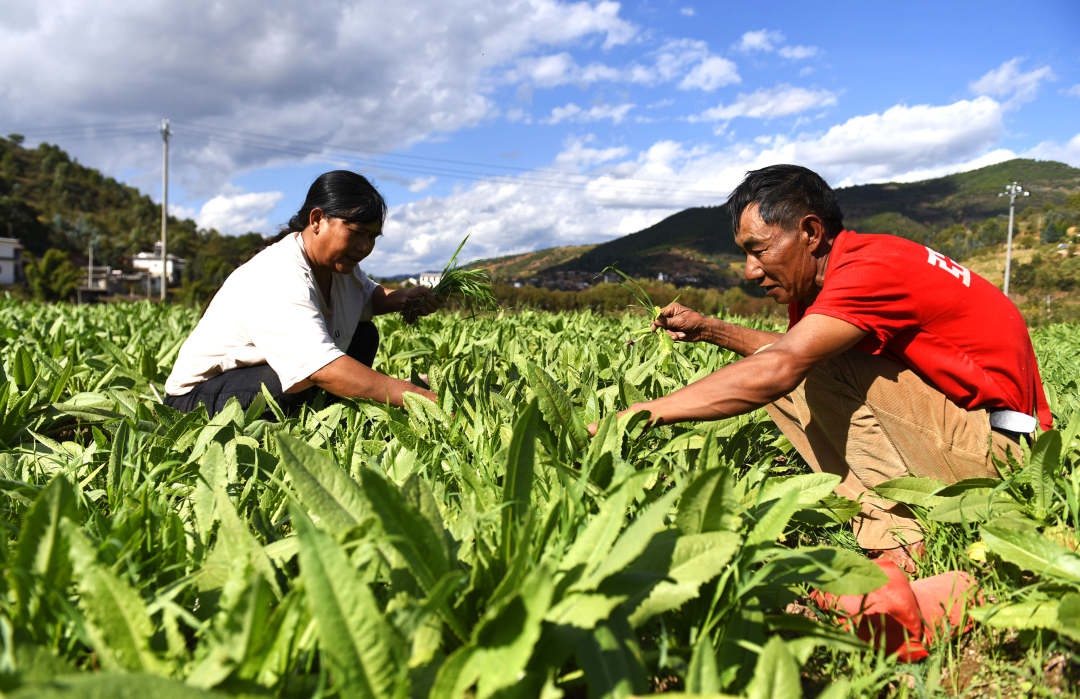 云南巍山:贡菜产业助农增收