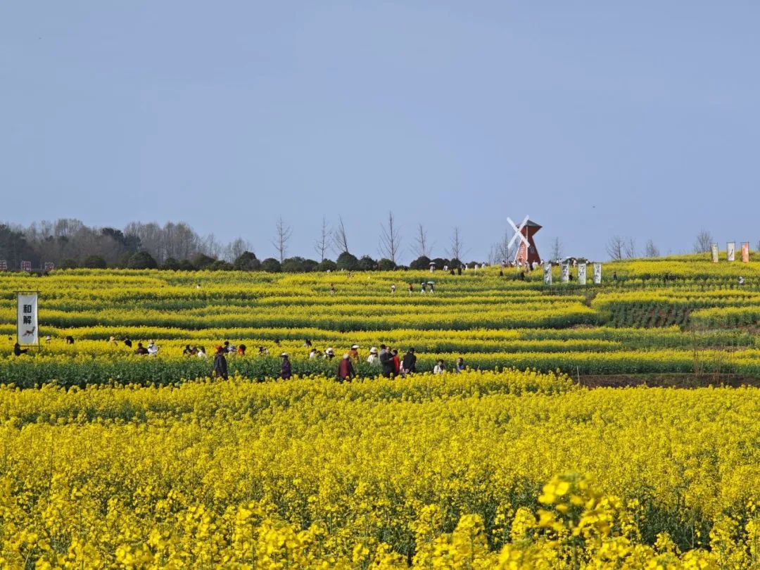 陕西西乡油菜花图片