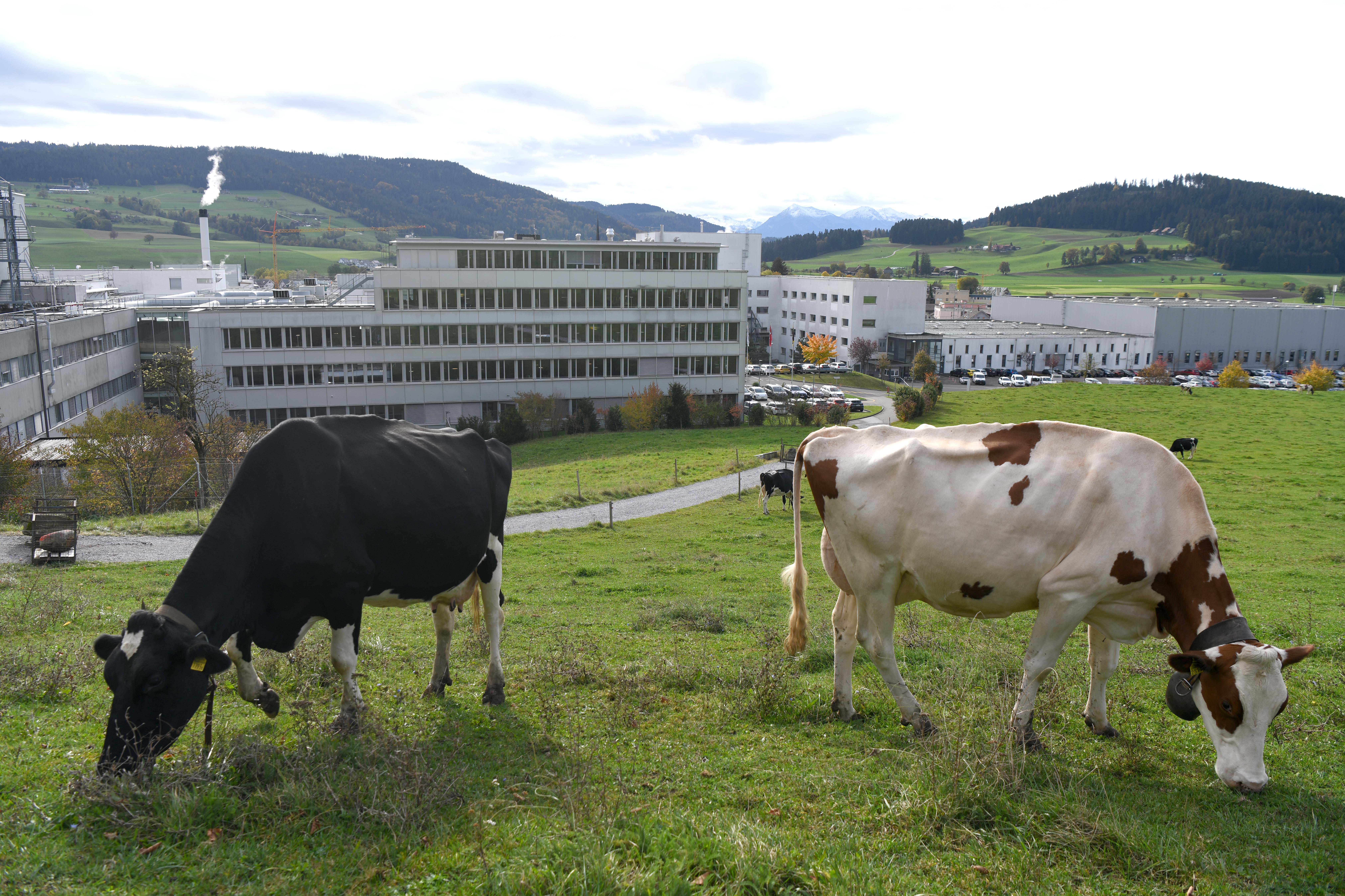 巴西一头转基因奶牛产出含有人胰岛素的牛奶