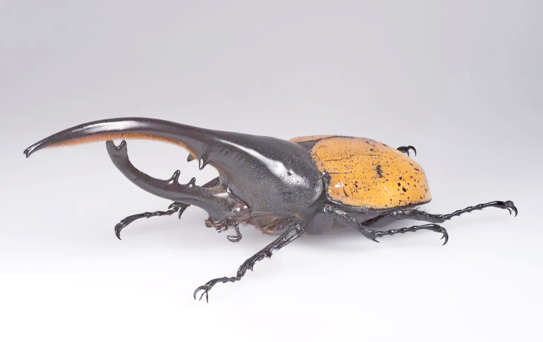 金龟(金龟子丈夫是谁)