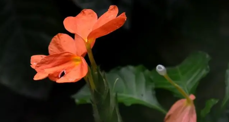 鸟尾花开花后怎么剪