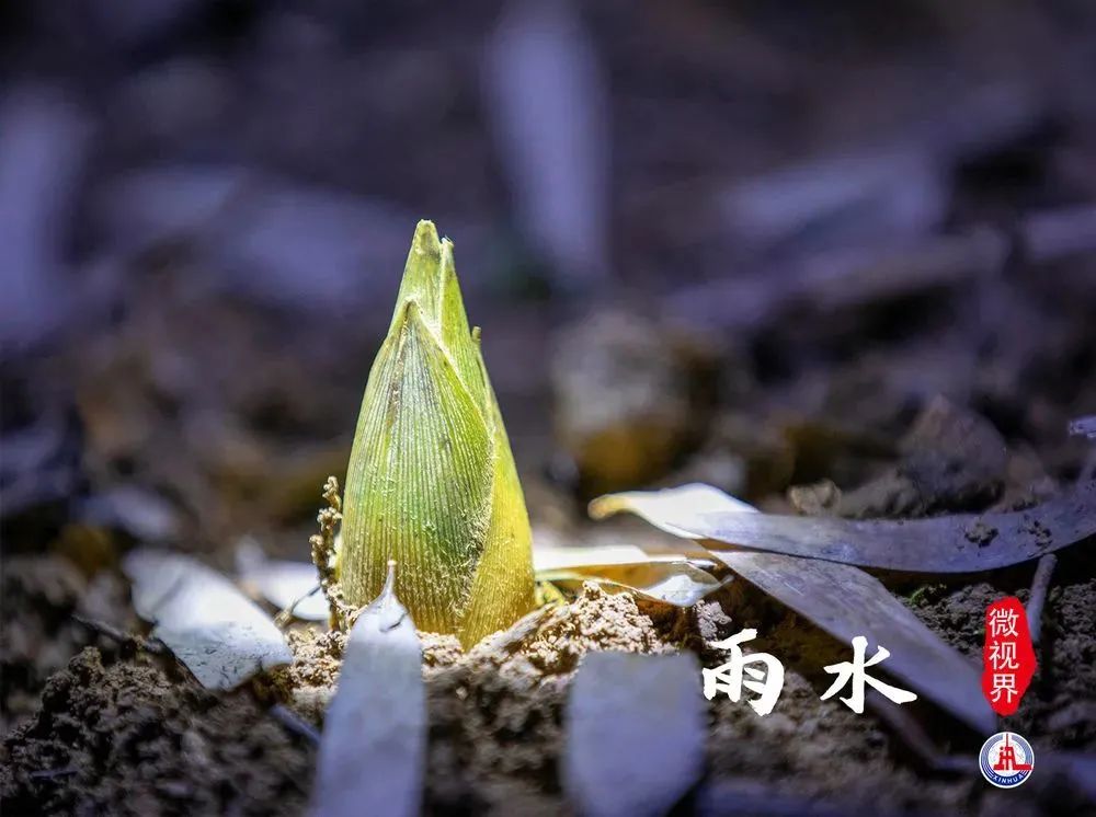 嫩芽破冰图片