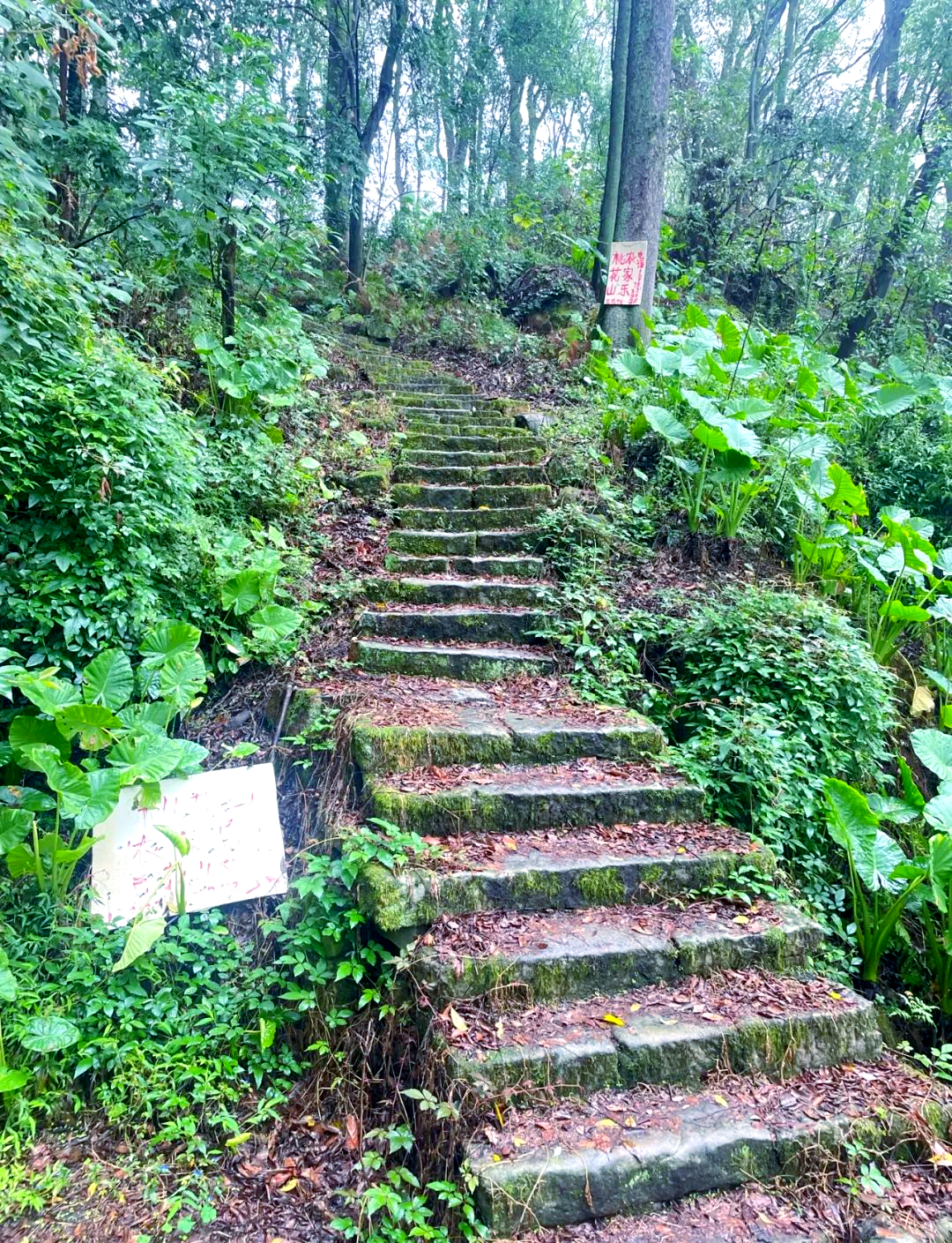 漫步北碚张飞古道,感受历史的厚重与自然之美