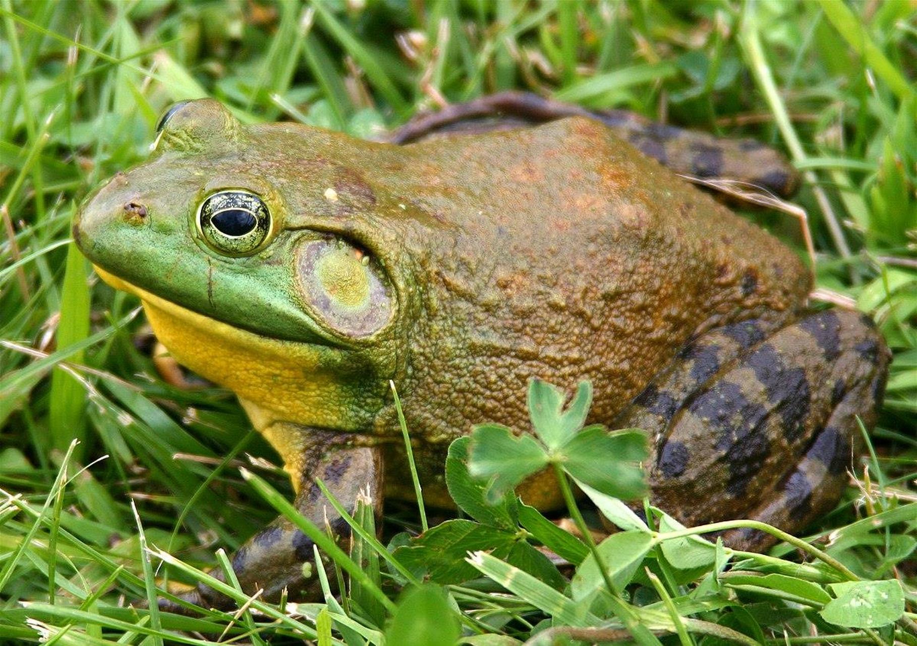 美洲牛蛙是一种大型的外来入侵物种,主要分布在淡水水域中.