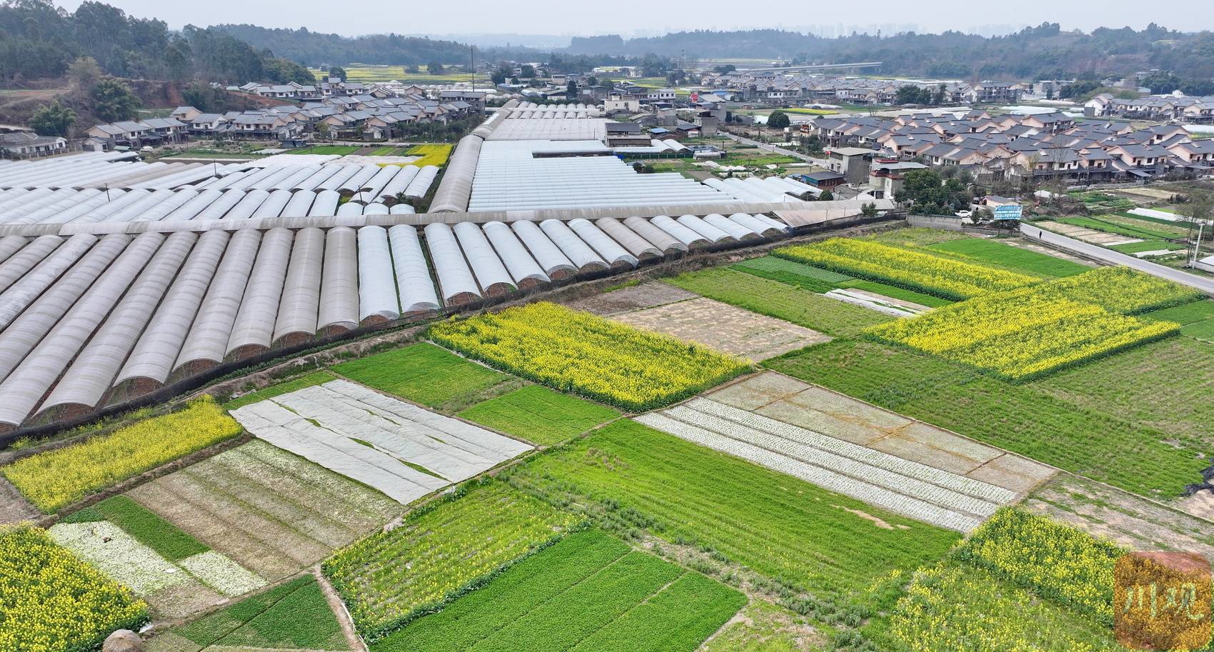 c视觉丨不负春光!成都双流村庄扮靓春日"醉"美画卷