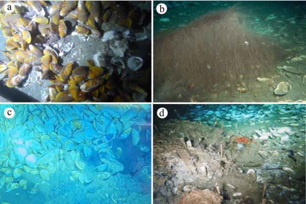 广州科创|科研进展:海马冷泉区大型底栖生物食物主要来源于化能自养