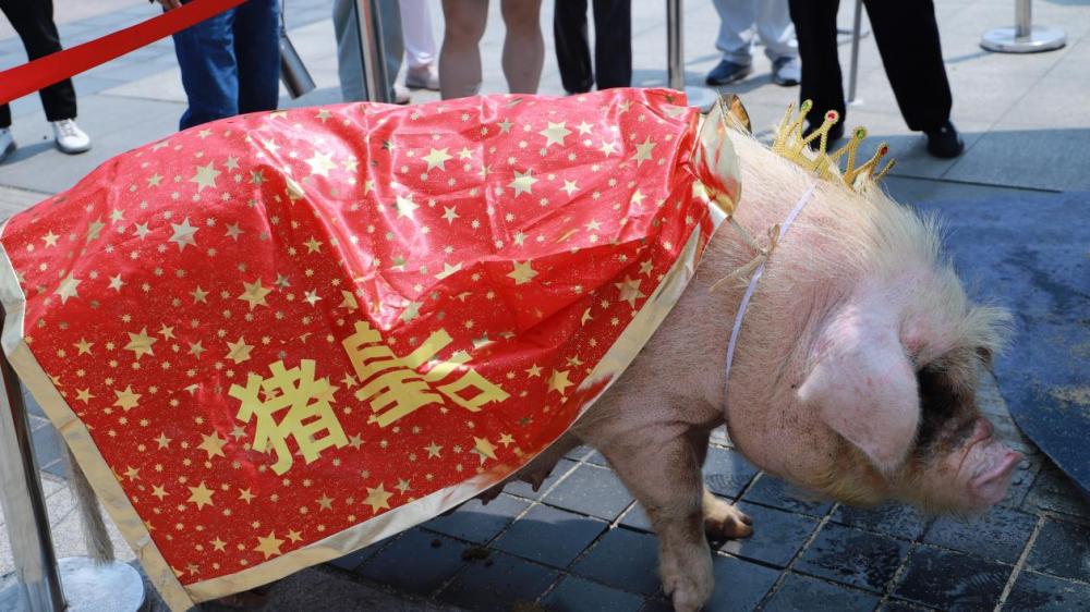 快来看看这两头"最美荣昌猪"!被评为"猪大王"和"猪皇后"