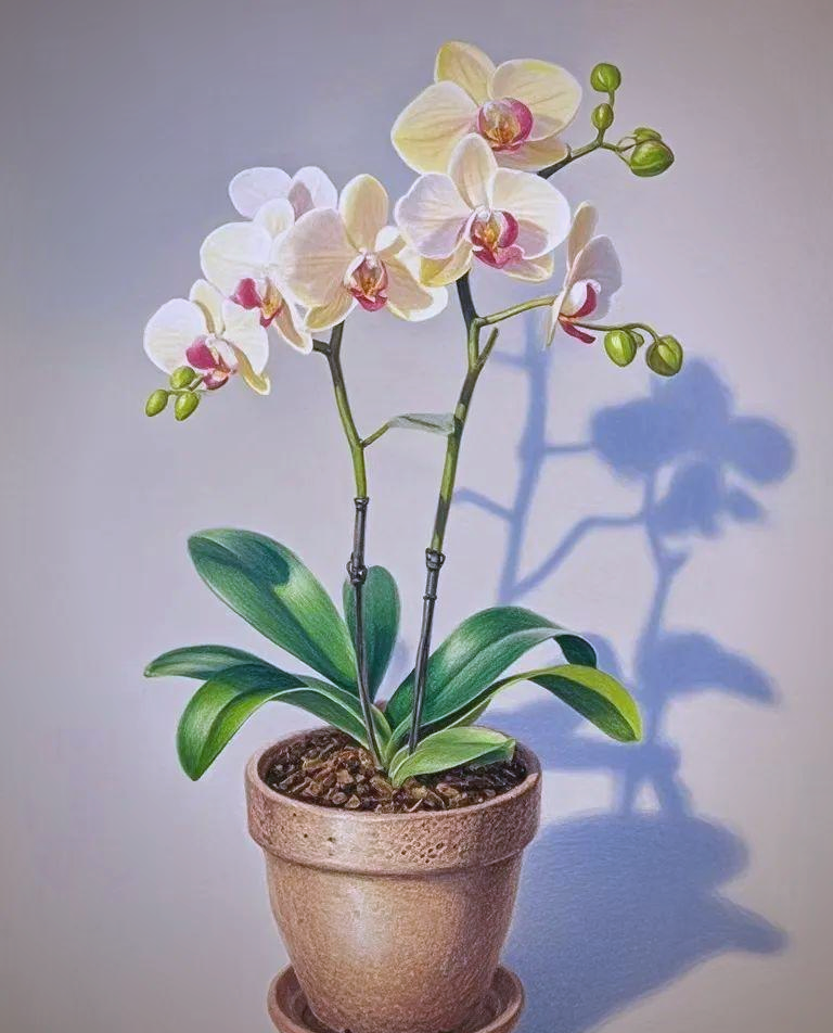 惊艳至极!众多超写实彩铅佳作,带你领略视觉盛宴!