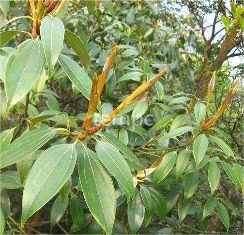 华南桂的开发应用