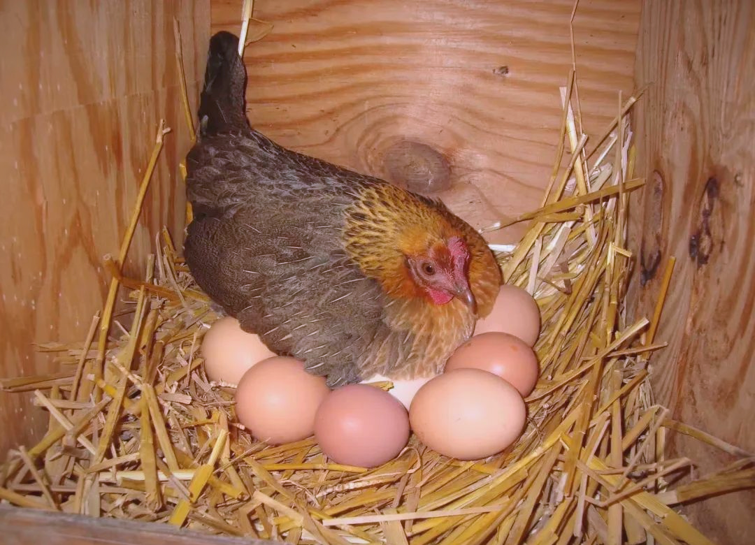 为何家禽中鸡保留了孵蛋能力,而鸭则选择下完蛋后离开?