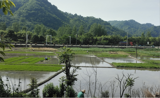 宣城绩溪金沙镇:惠农助农 让农民种粮更有力