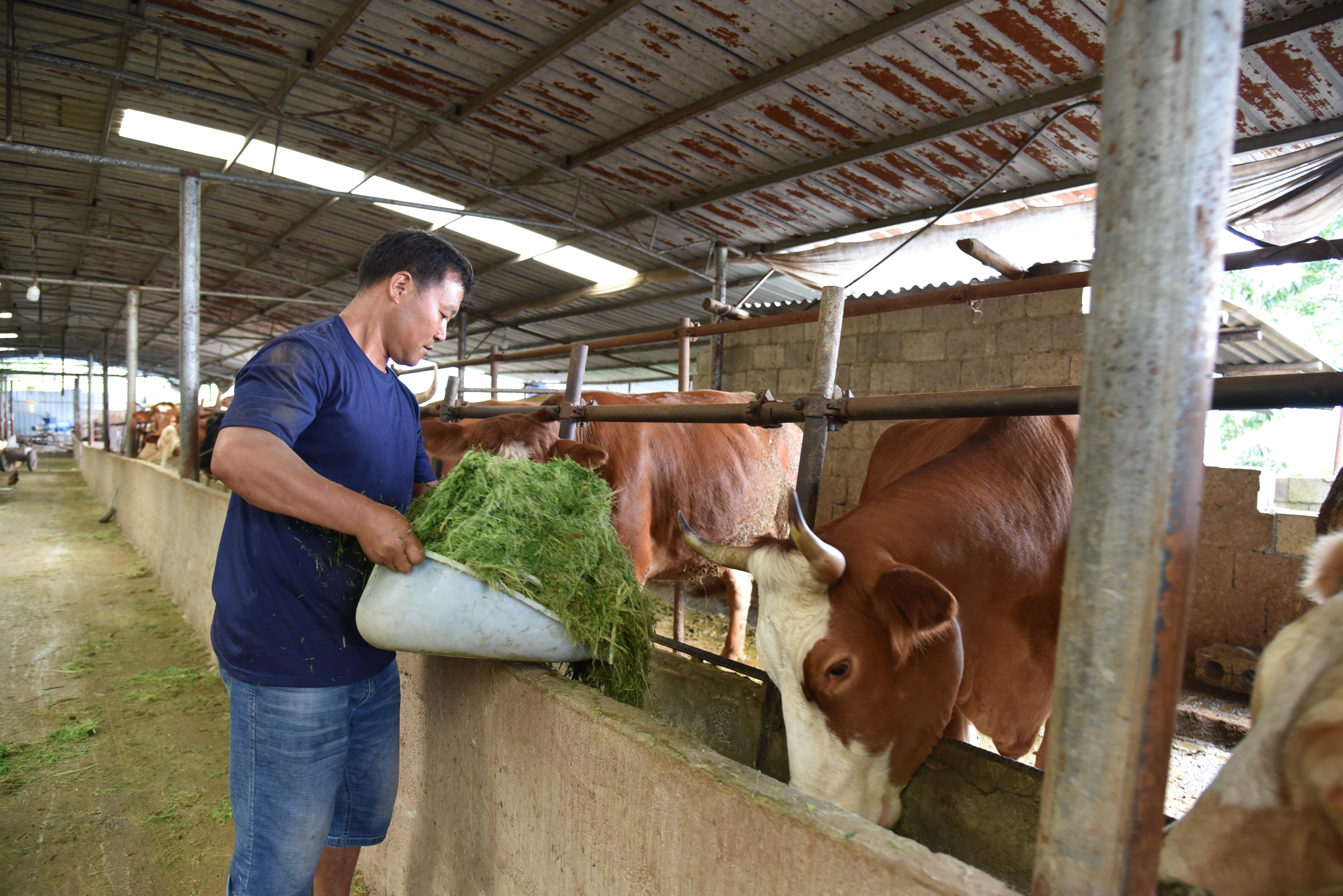 养牛- 热门商品专区