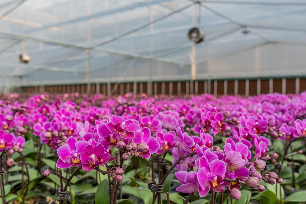 韶关翁源兰花企业积极"备战",迎接年宵花市销售高峰