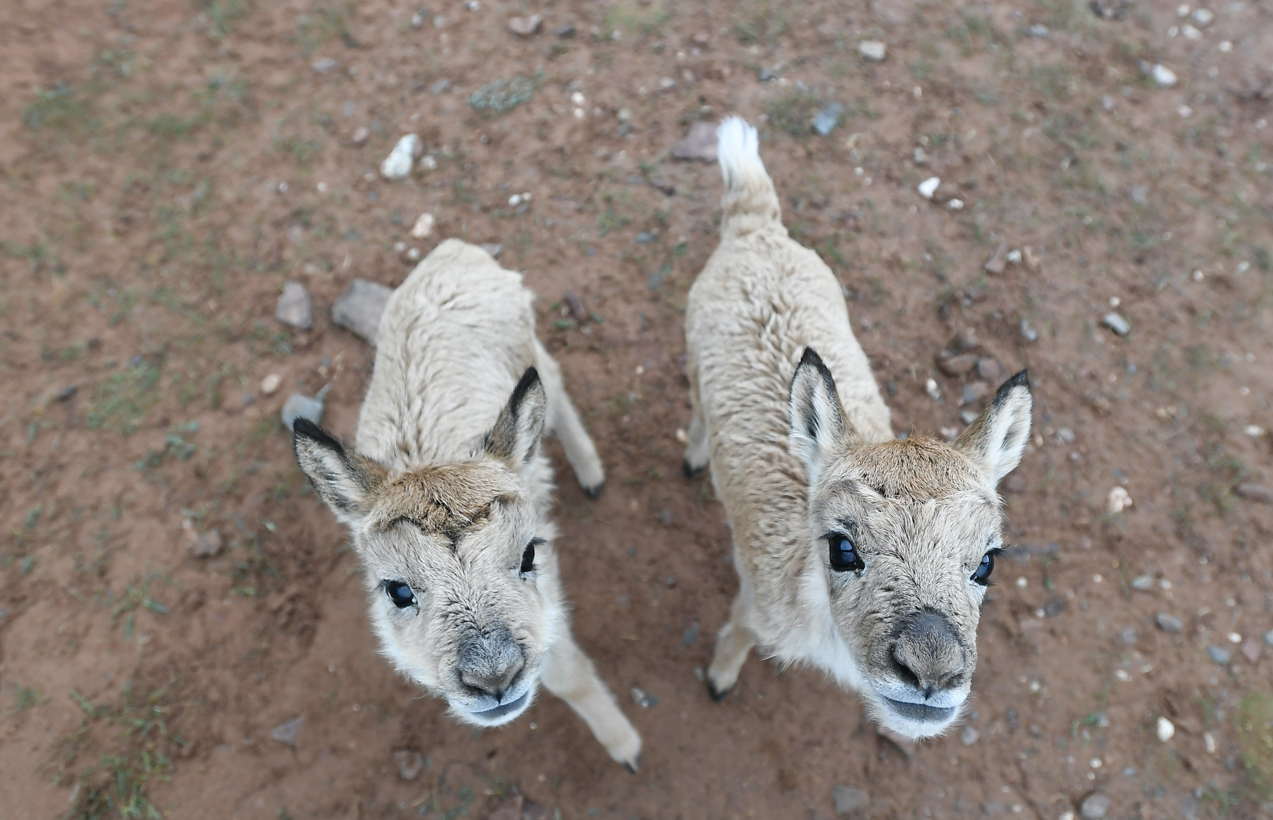 可可西里11只藏羚羊幼仔得到救助