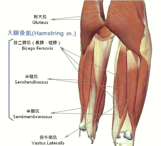 大腿后侧肌肉拉伤的全方位解析与预防方法