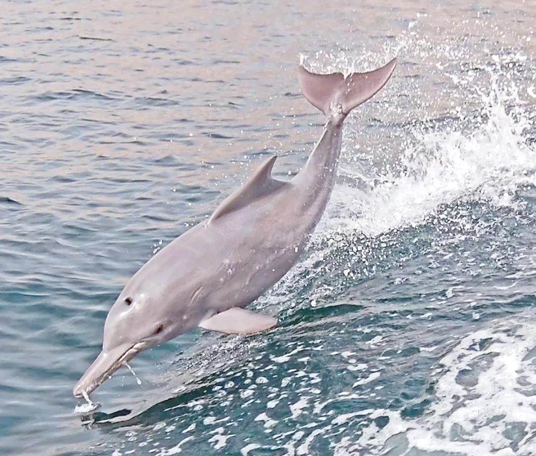 探索多样的海豚世界