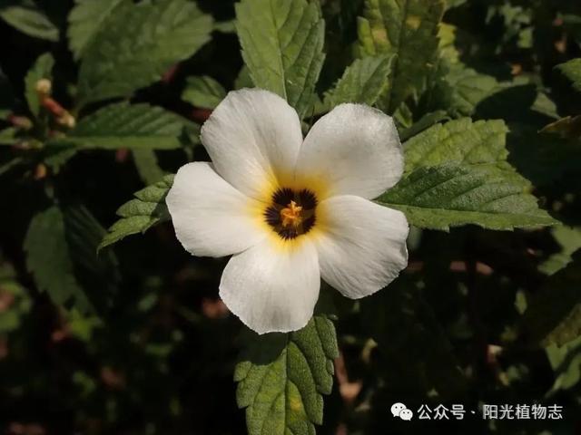 白时钟花,花开有节,枕着光