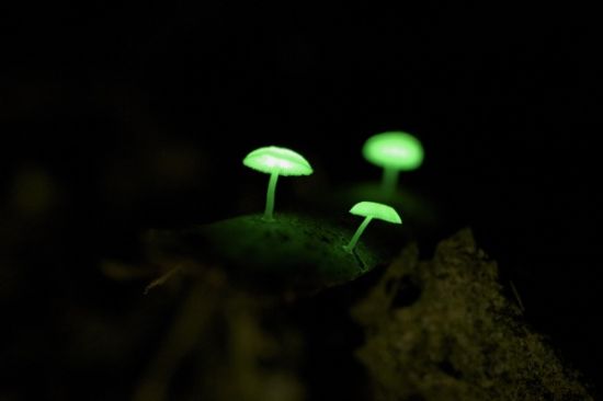 陆地上存在会发光的植物吗?你见过发光的植物吗?