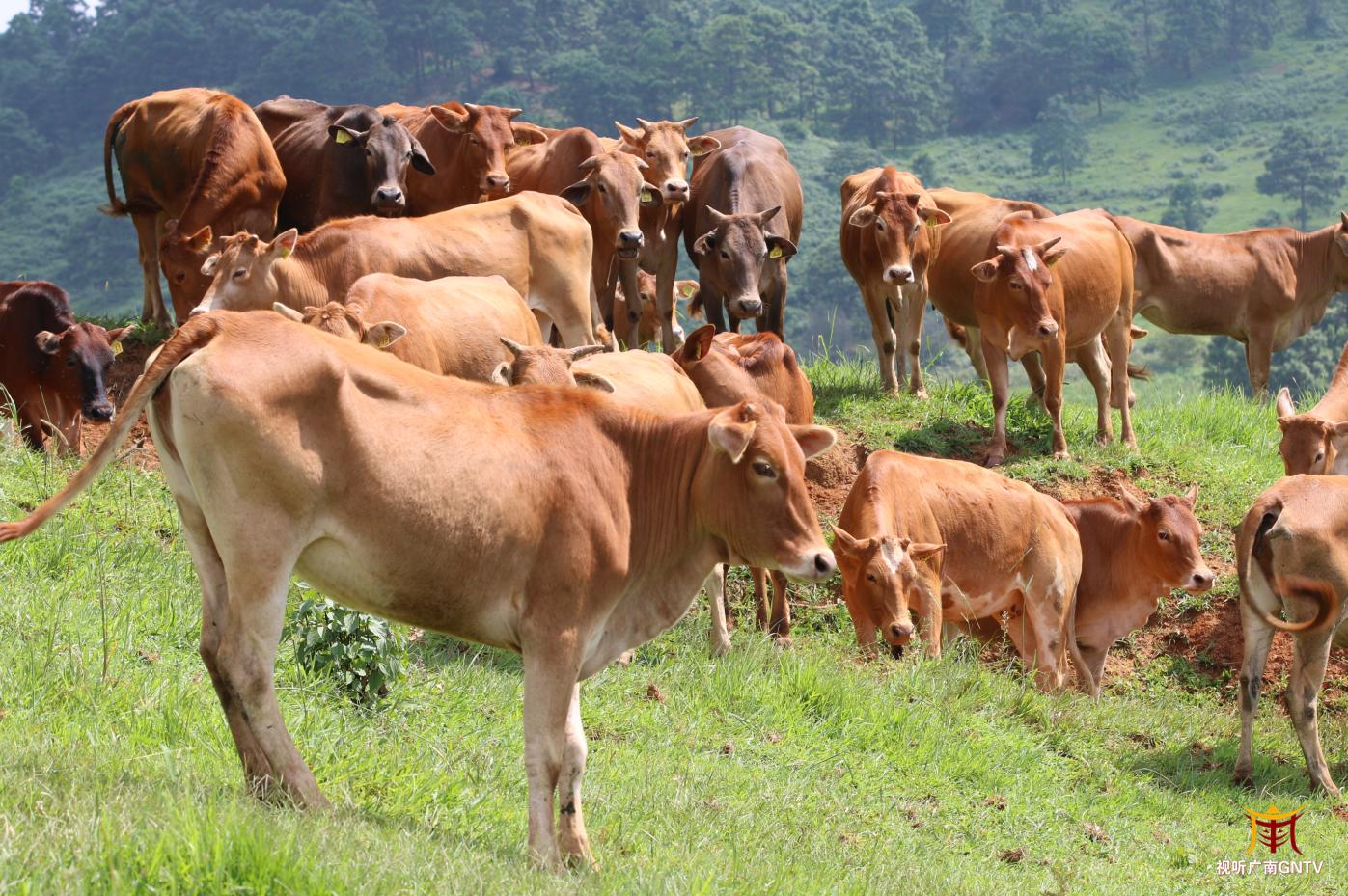 广南县杨柳井乡高峰牛养殖技能培训会举行