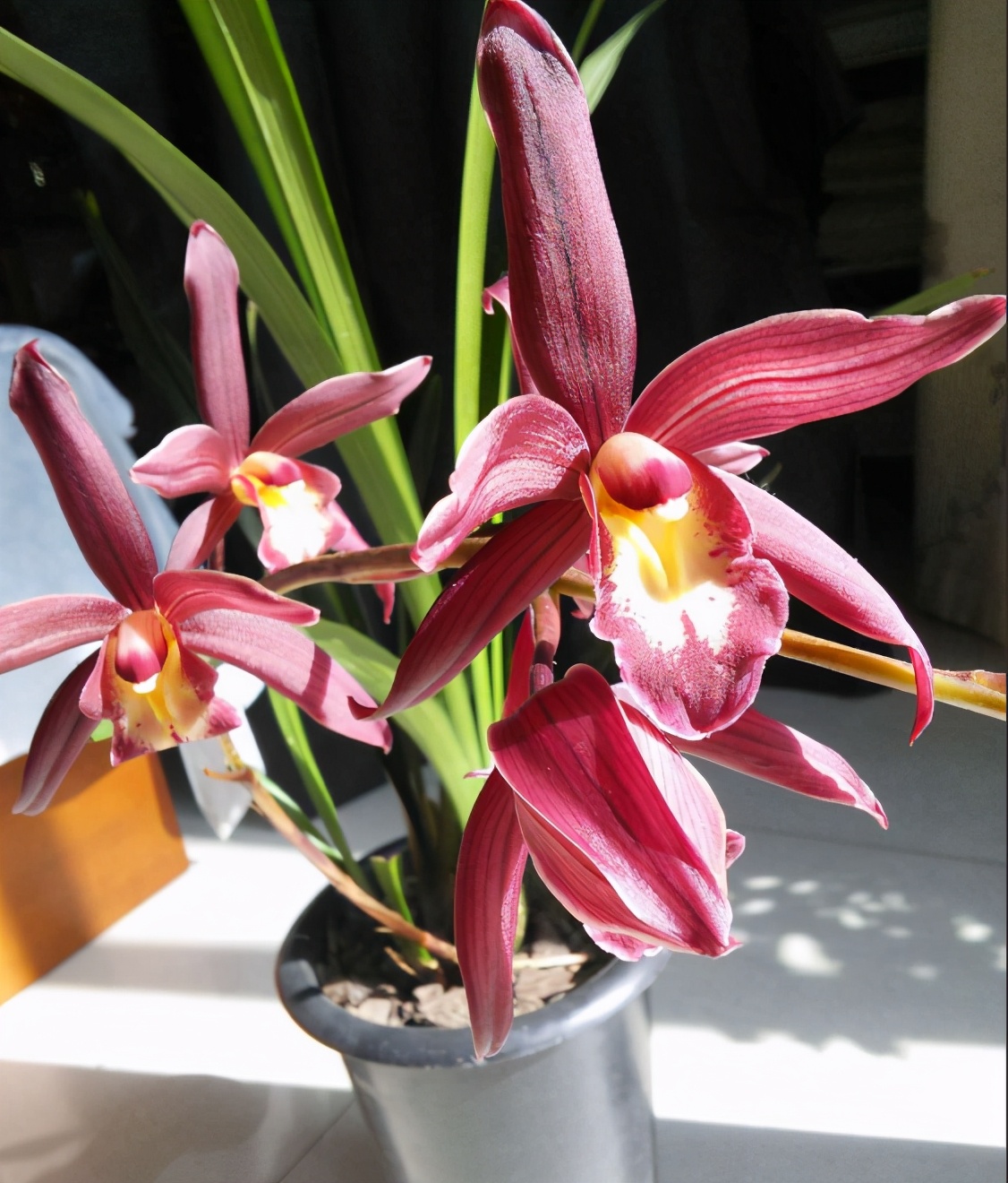 一款最成功的杂交兰花,大花红艳,浓香馥郁,轻松碾压天价国兰