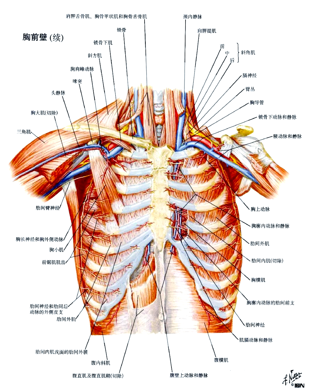 胸部(胸壁深层)解剖学详解