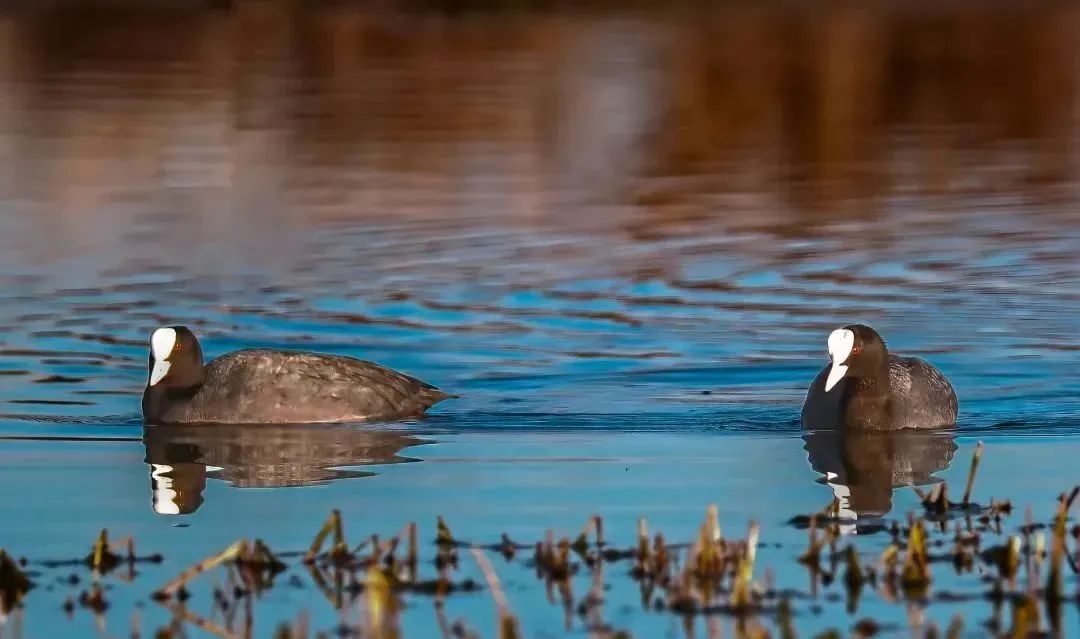 化德野生鸟集锦(五)|白骨顶鸡