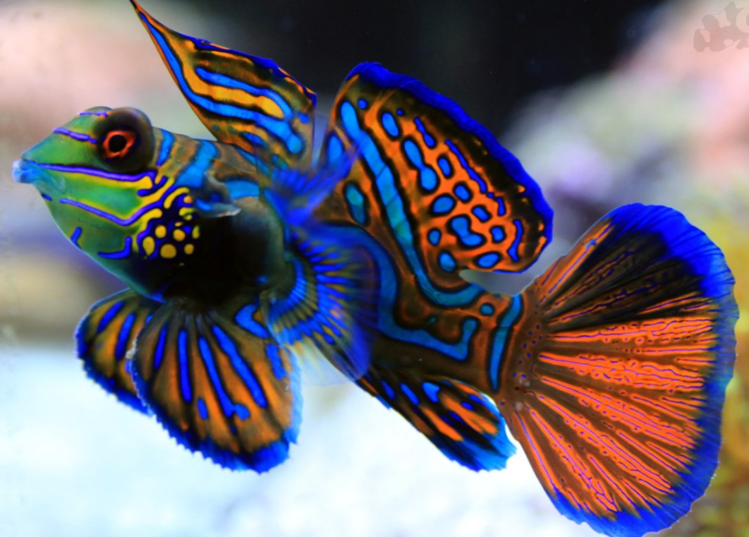 几种漂亮的鱼,你认识几种