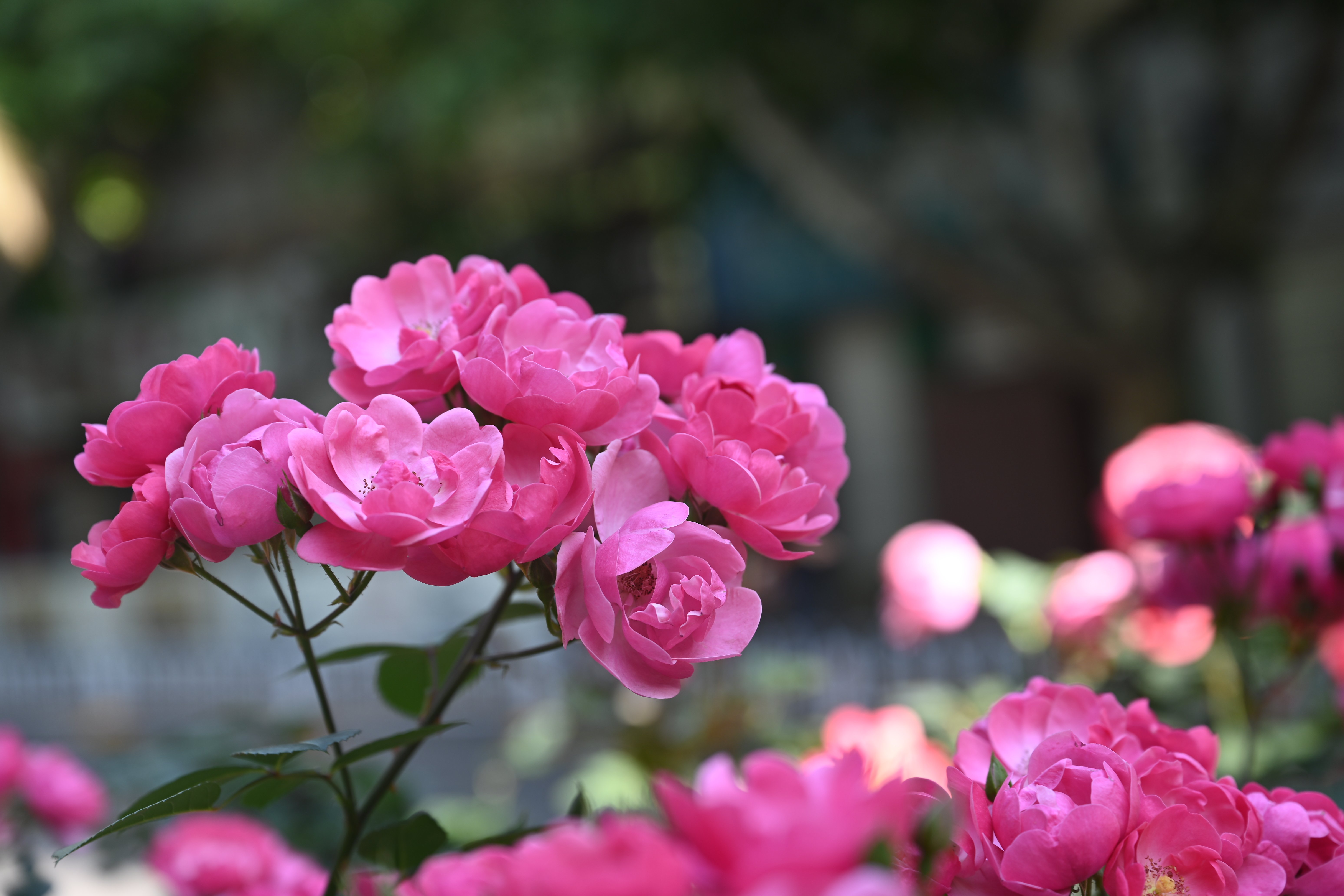丰花月季花语(丰花月季花语及寓意)