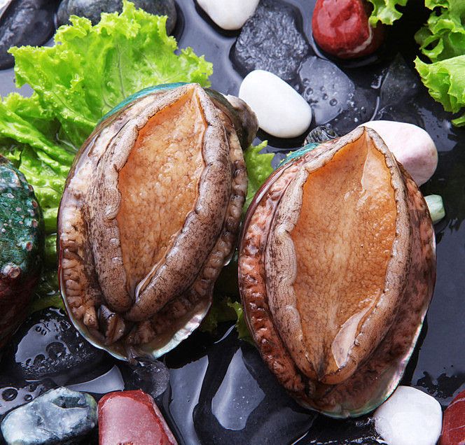 九种常见海鲜如何区分公母!