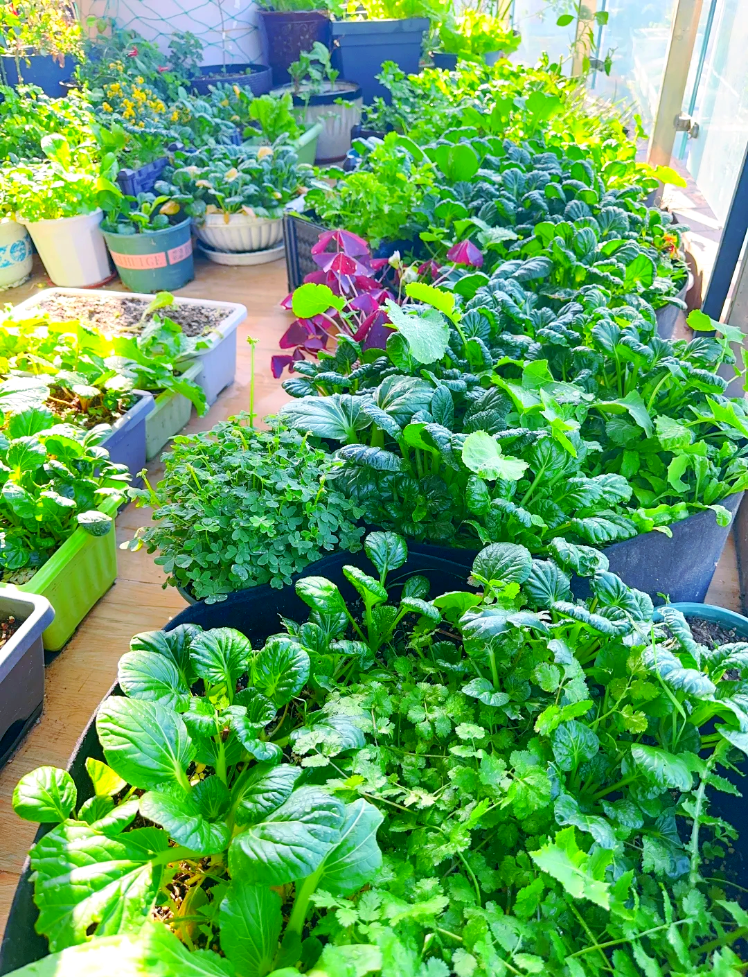 阳台种菜,品味生活中的幸福与美好