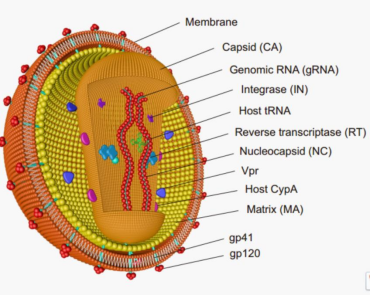 基因调控"老牌工具"慢病毒你了解多少?
