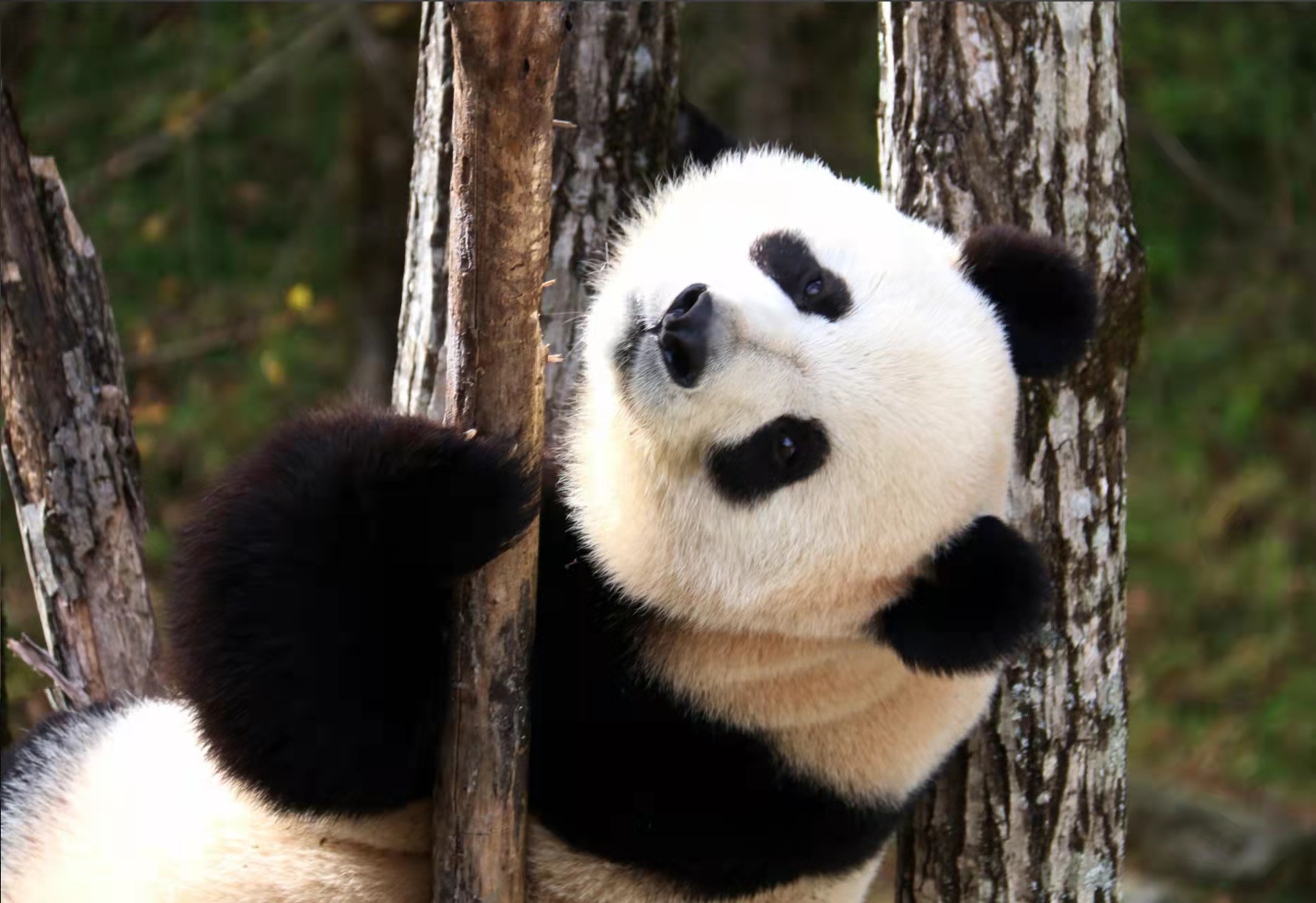 「秦岭大熊猫」陕西佛坪县:大熊猫爬树登高"秀功夫"