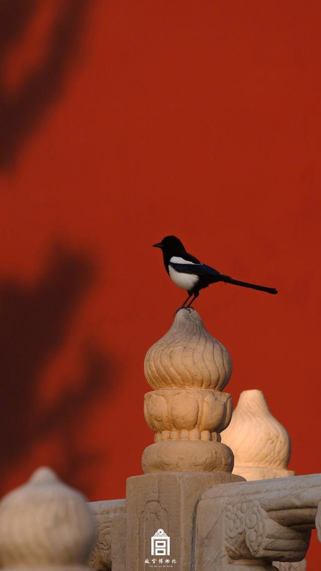 故宫冬日群鸟壁纸上新