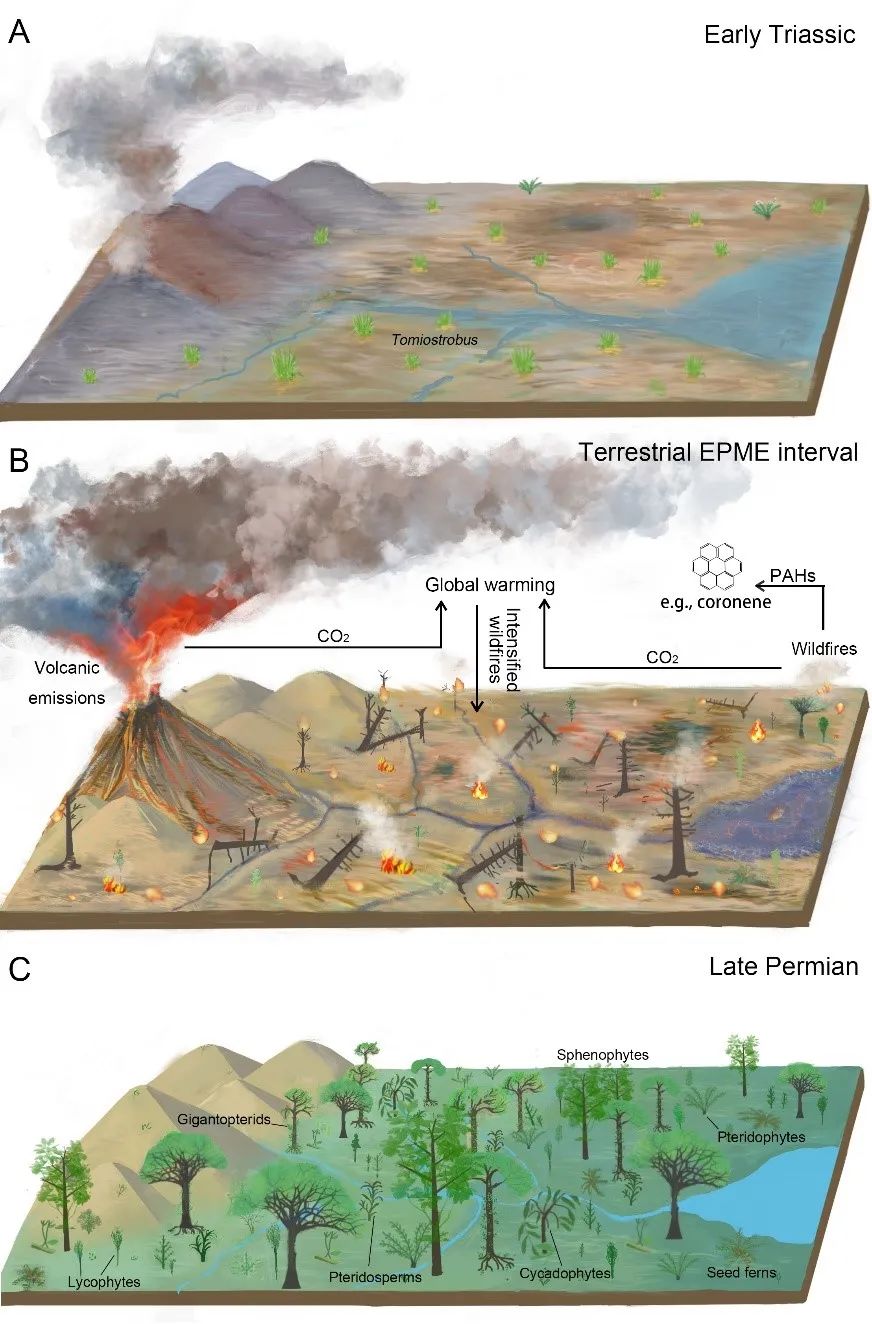 科研速遞二疊紀末高溫野火事件導致熱帶雨林生態系統崩潰